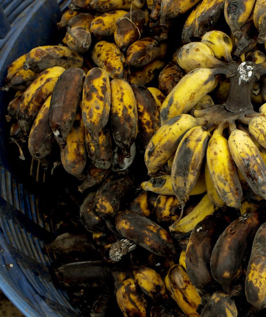 rotting bananas