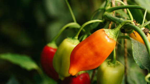 Vegetable growing on crop