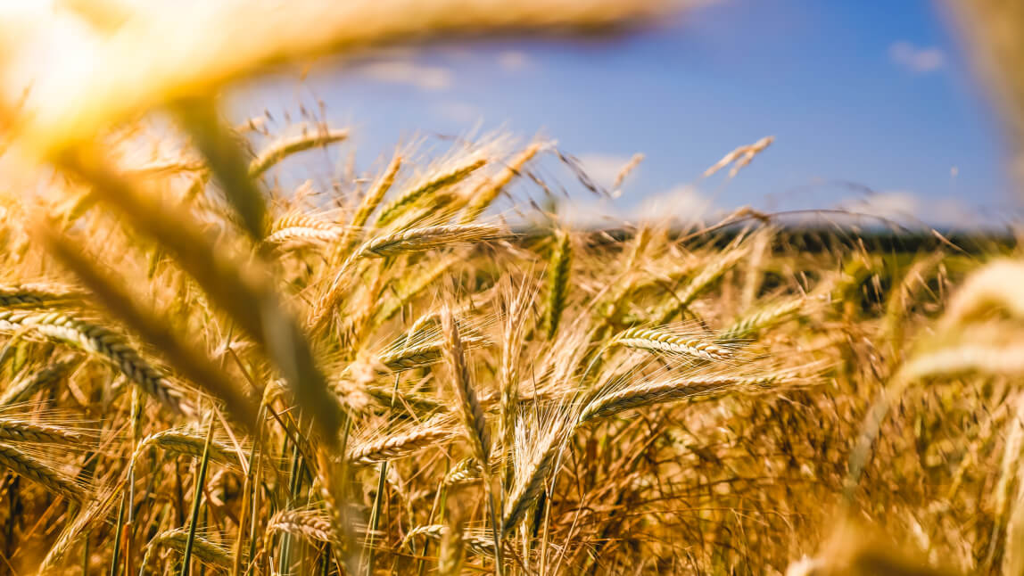 close up of crops