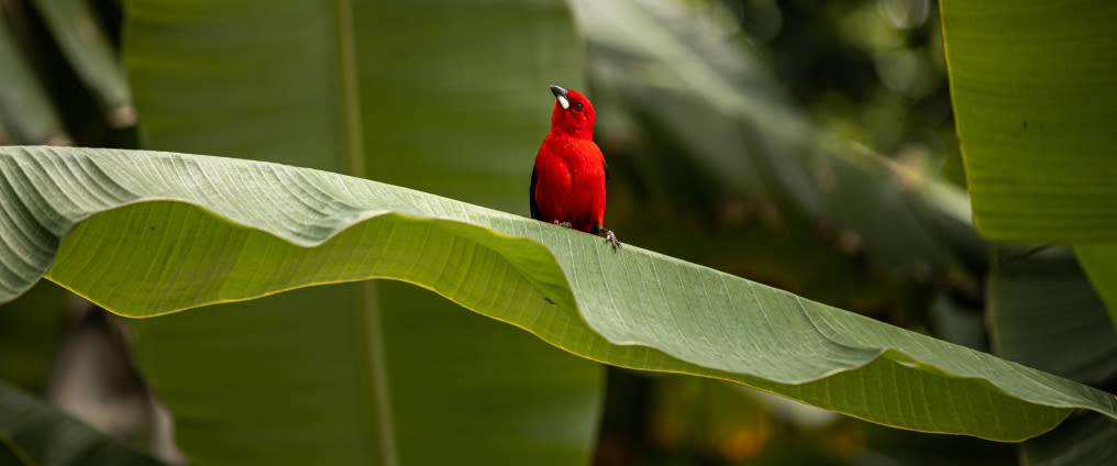 red bird on large leaf