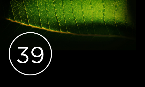 Close up of leaf with number 39