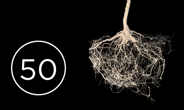 Photo of plant roots with number '50'