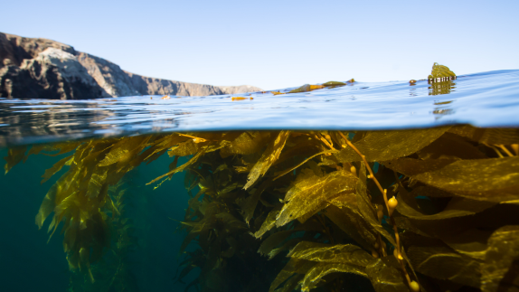 Photo of the sea with seaweed just beneath the surface