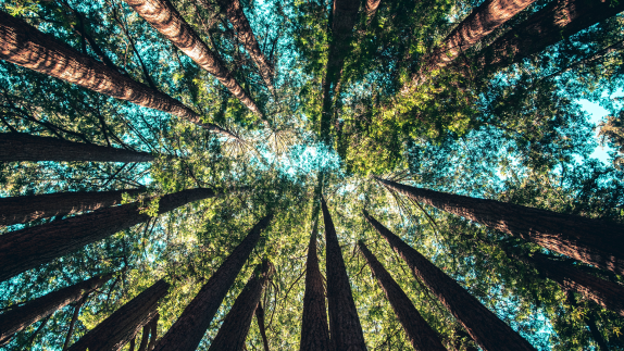 Looking up at the sky surrounded by trees