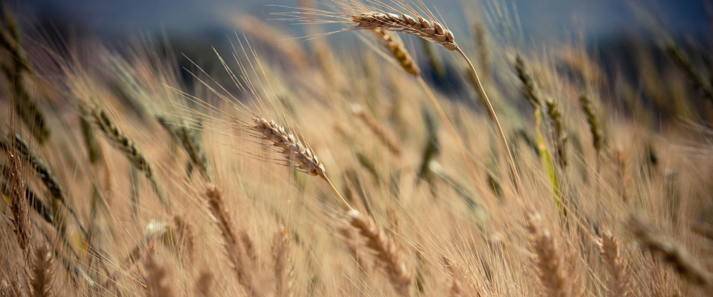 Image of cornfield