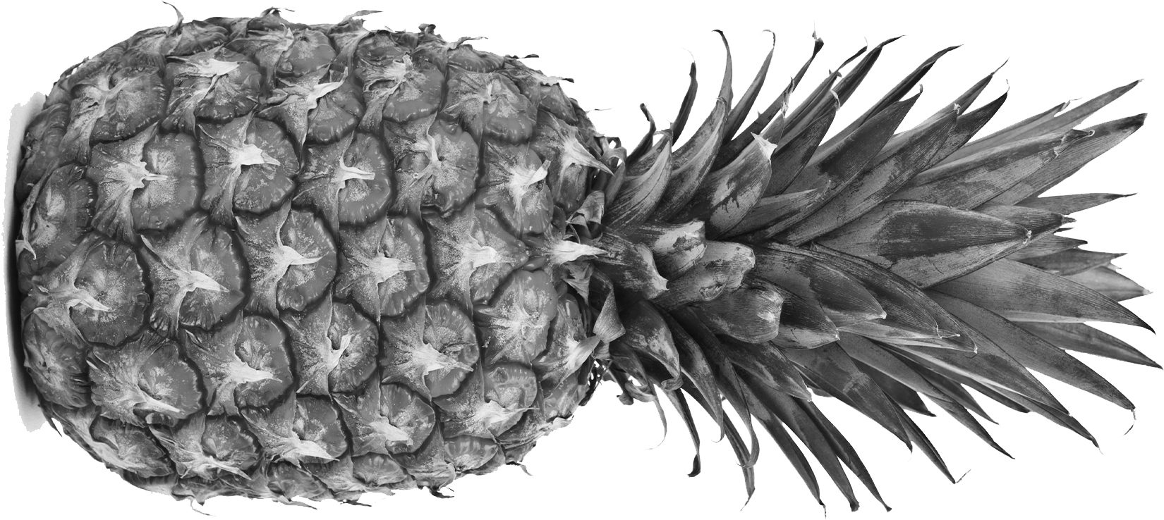 Black and white photo of a pineapple